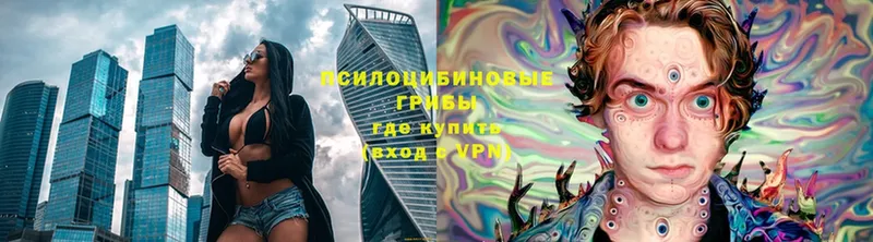 Псилоцибиновые грибы Psilocybe  Белореченск 